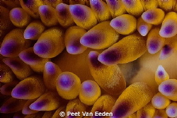 Gasflames of the gasflame nudibranch by Peet Van Eeden 